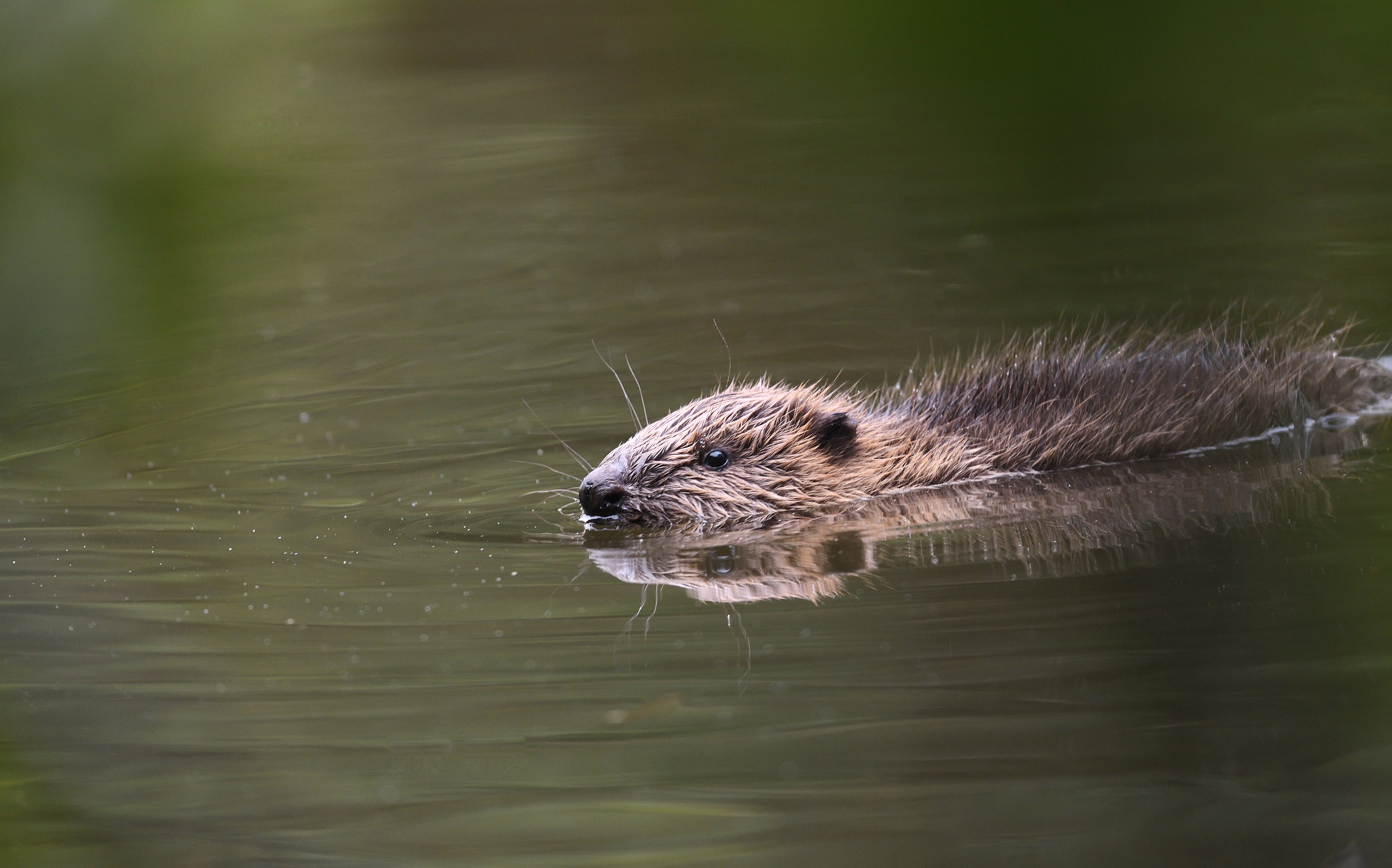Juvenile beaver swimming (Adrian Langdon/PA)