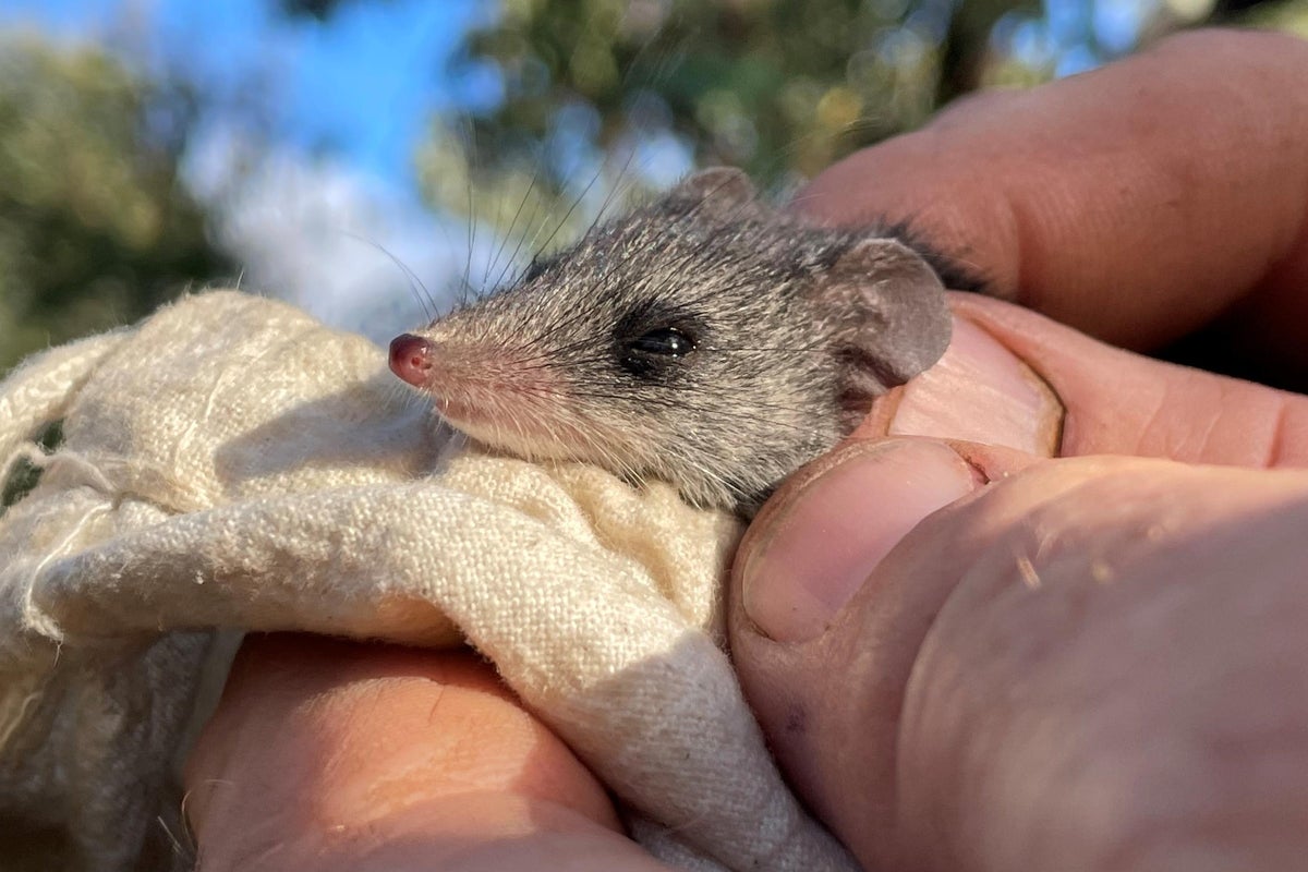 Critically endangered tiny marsupial that survived wildfires now facing extinction threat from feral cats