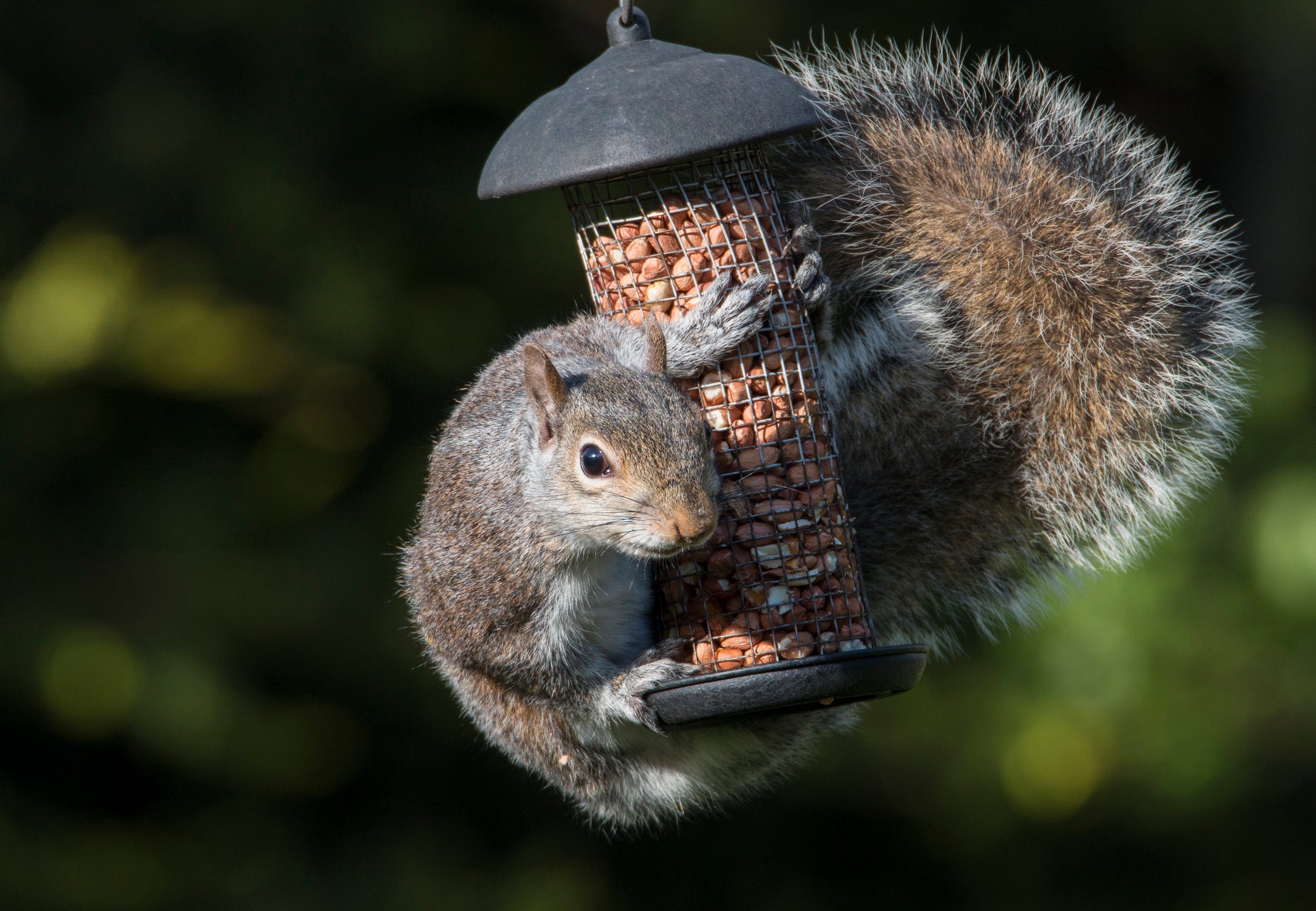 Our resident squirrel can empty the feeders in a matter of hours