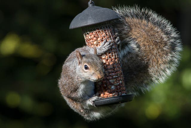 <p>Our resident squirrel can empty the feeders in a matter of hours </p>