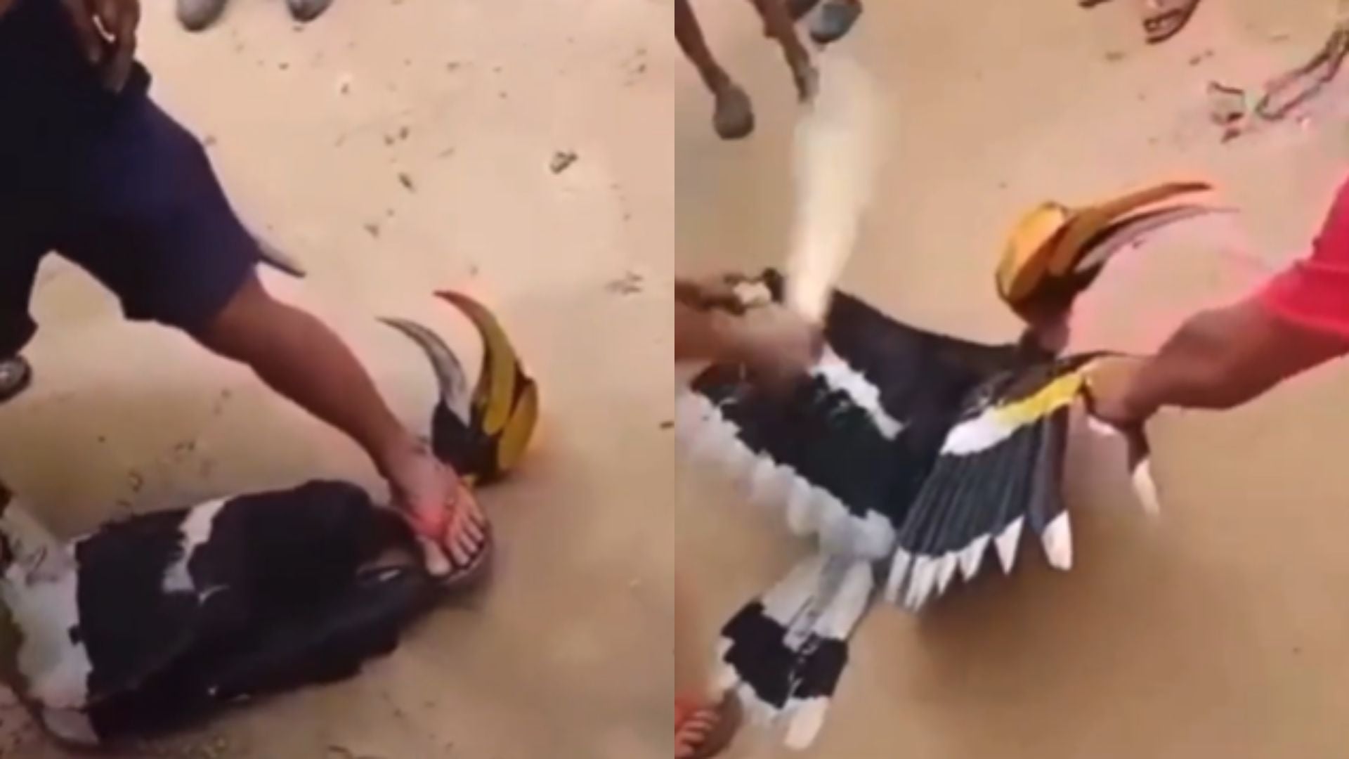 <p>The video showing the incident which occured in the country’s northeastern state of Nagaland was shared by People for Animals India</p>