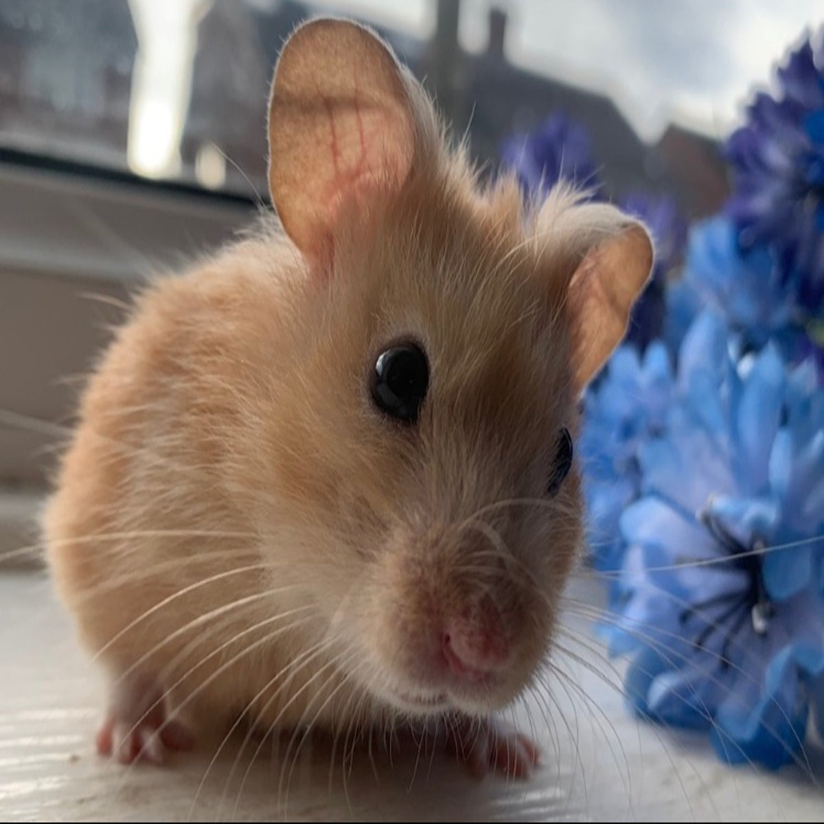 Pet of the week: The Syrian hamster, The Independent