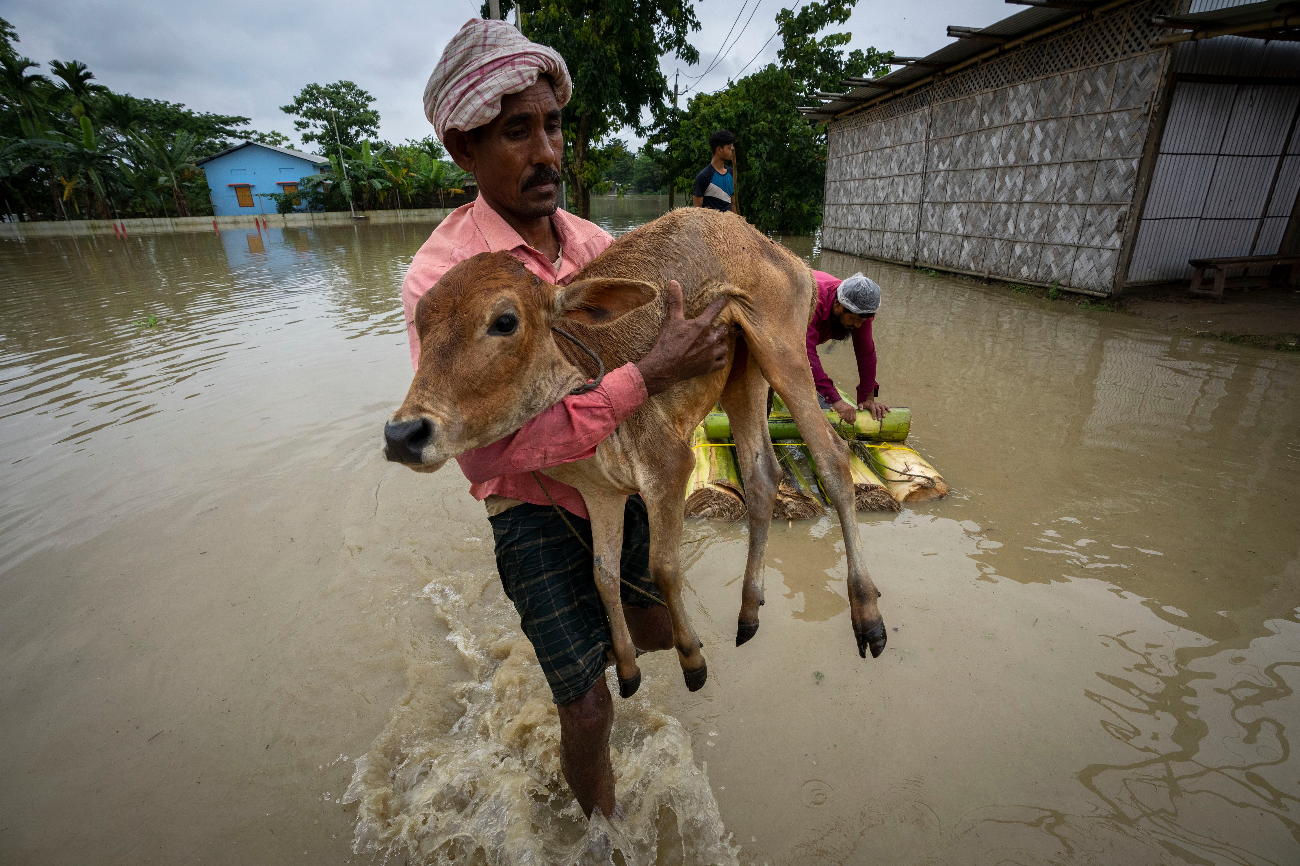 A villager carrying a calf wades through flood water in Korea village, west of Guwahati, on 17 June