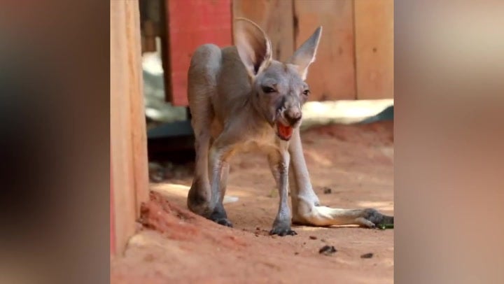 <p>Baby joey pulls disgusted face after swallowing dirt</p>