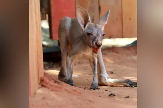 <p>Baby joey pulls disgusted face after swallowing dirt</p>