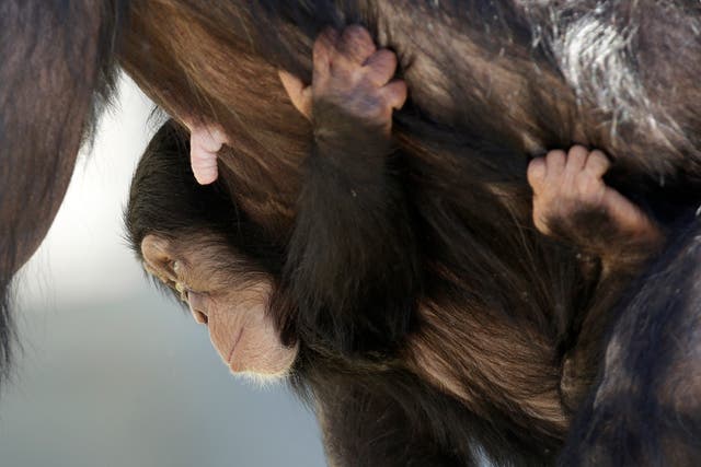 Chimpanzee-Sanctuary-Deaths