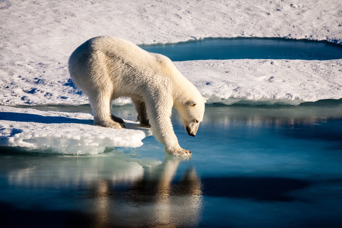 New polar bear rule blamed for empty cruise ships