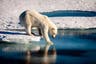 New polar bear rule blamed for empty cruise ships