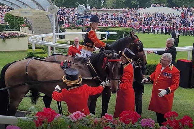 <p>Dramatic moment horse pulling Royal carriage into Ascot gets spooked</p>