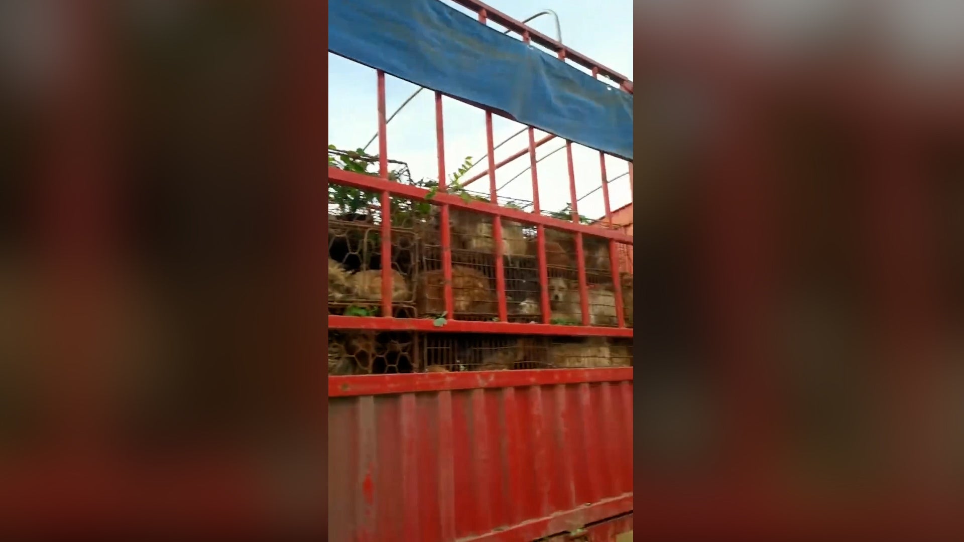 <p>Video and photos taken by local activists and released to Humane Society International show the moment Shaanxi police pulled the truck over on the road, and distressing scenes of dogs crammed into small wire cages in the sweltering heat</p>