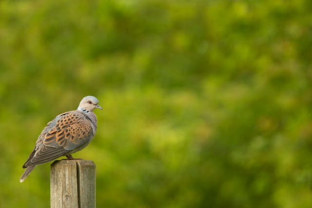 Just 2,100 pairs of turtle doves now breed in the UK, according to a survey (Ben Andrew/RSPB/PA)