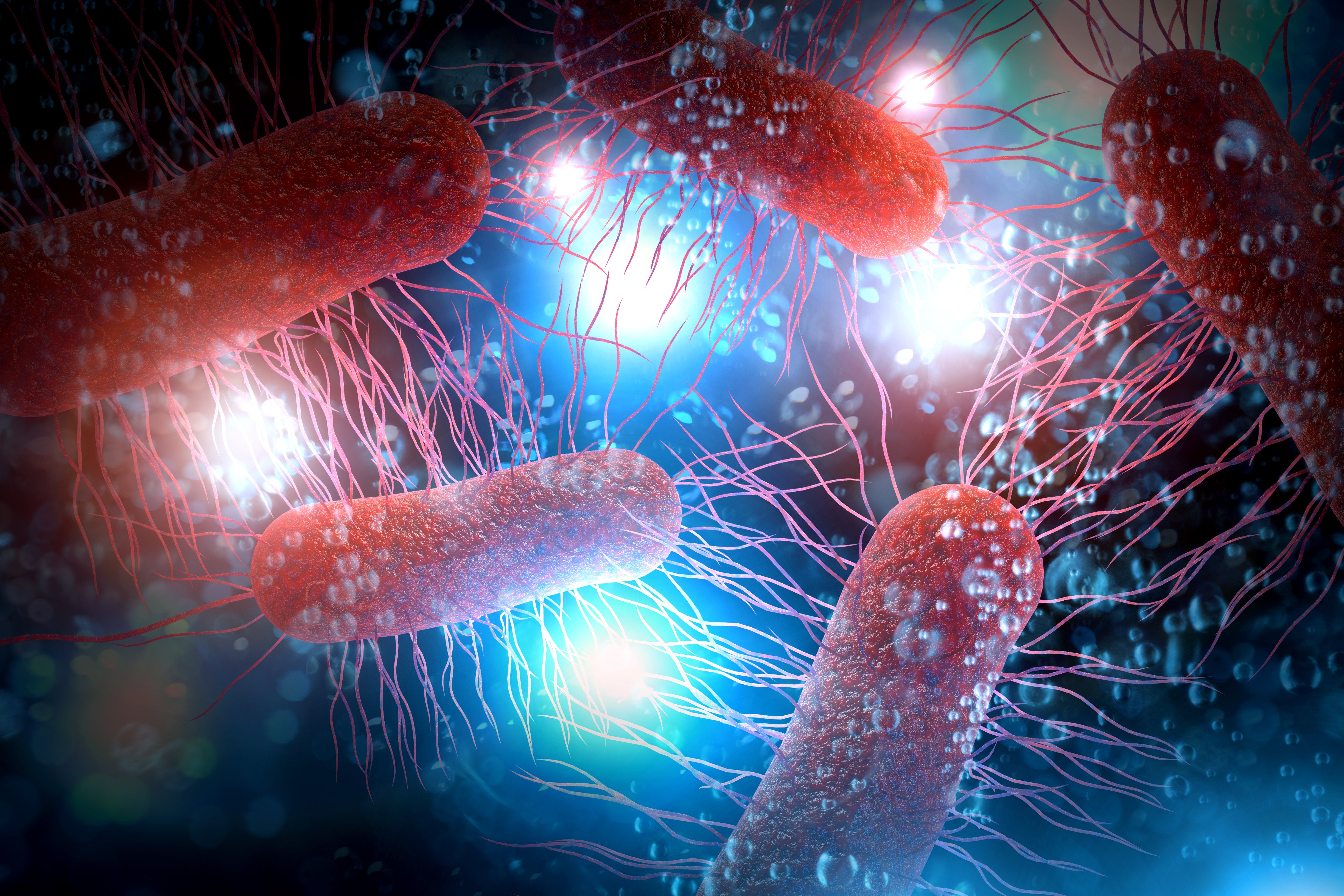 E.coli is a pathogen which infects its host during periods of stress, underlying sickness or immunodeficiency