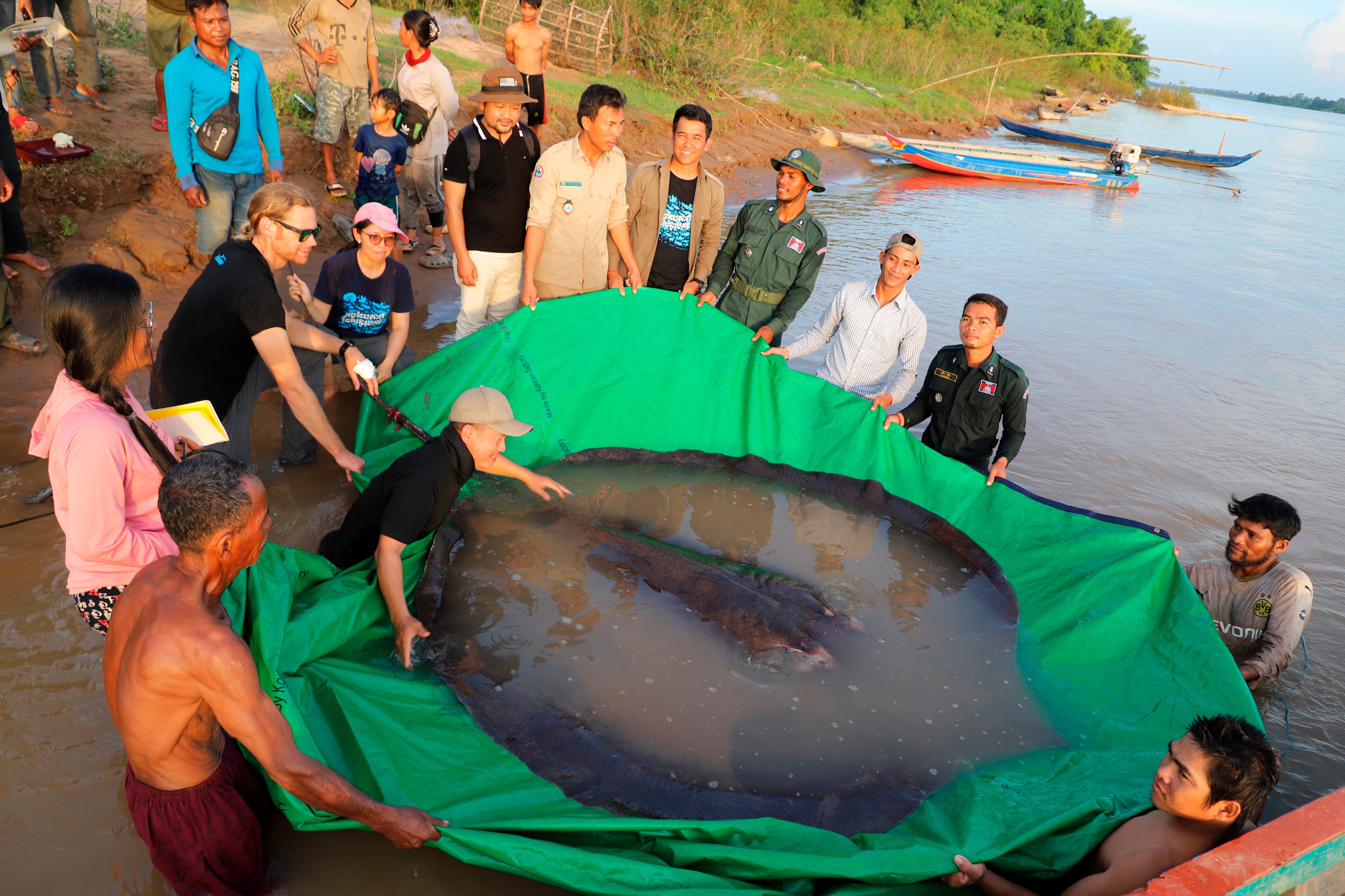 Cambodia Giant Stingray