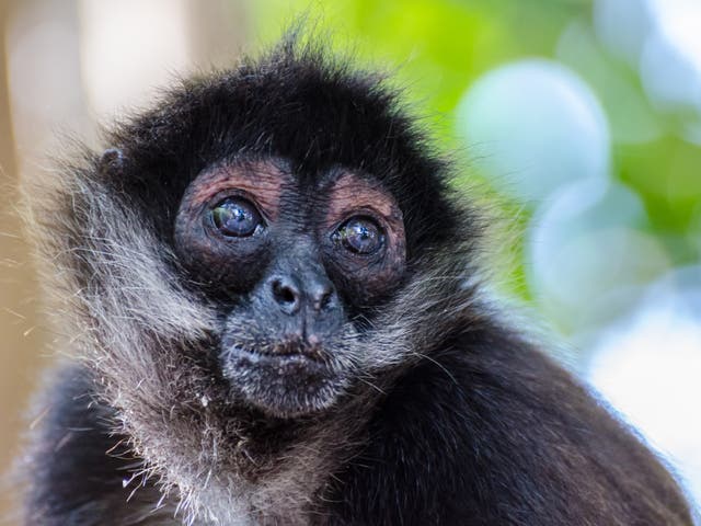 Los expertos dicen que los cárteles de la droga a menudo tienen mascotas exóticas como símbolos de estatus