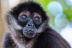 Monkey in bullet proof vest found dead in Mexico after bloody cartel shootout