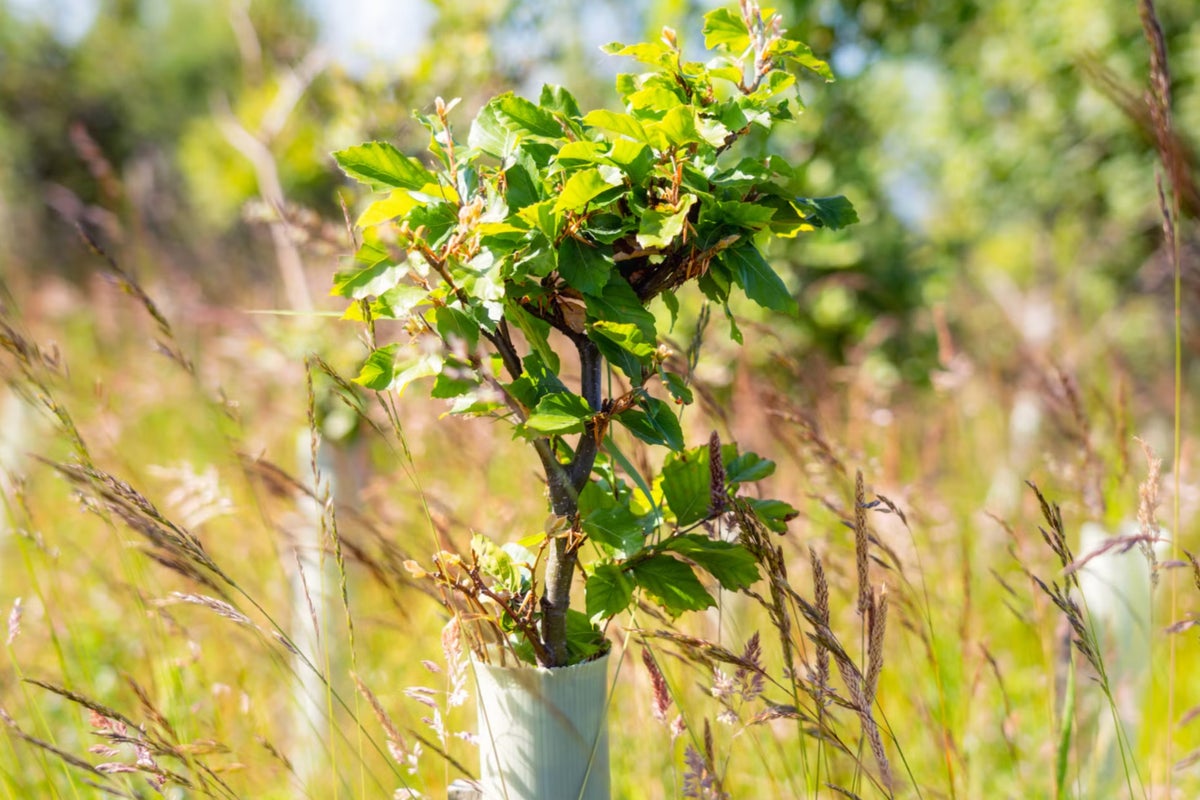 ‘Total policy failure’: Government less than half way to hitting annual tree planting target