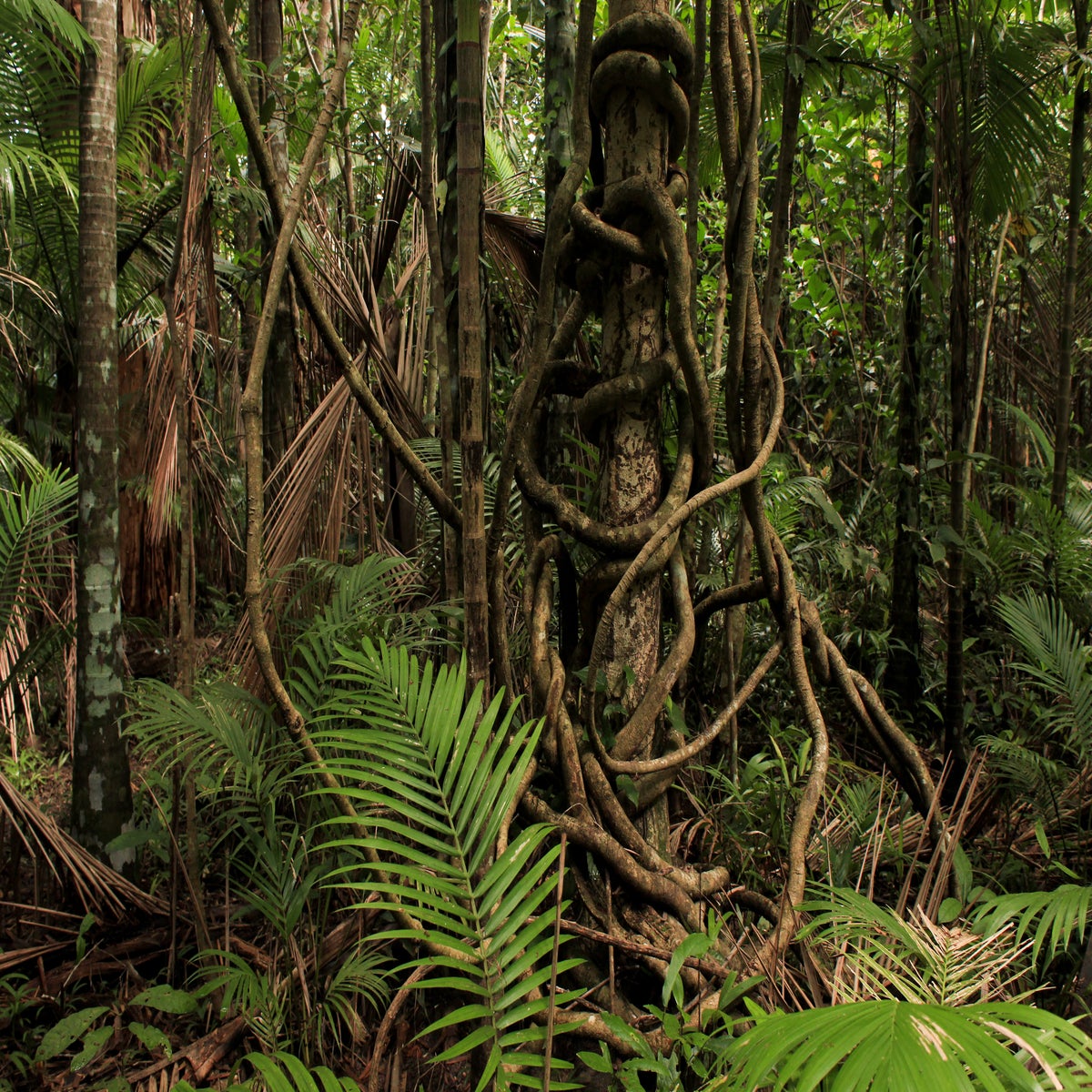 Lianas In The Tropical Rainforest