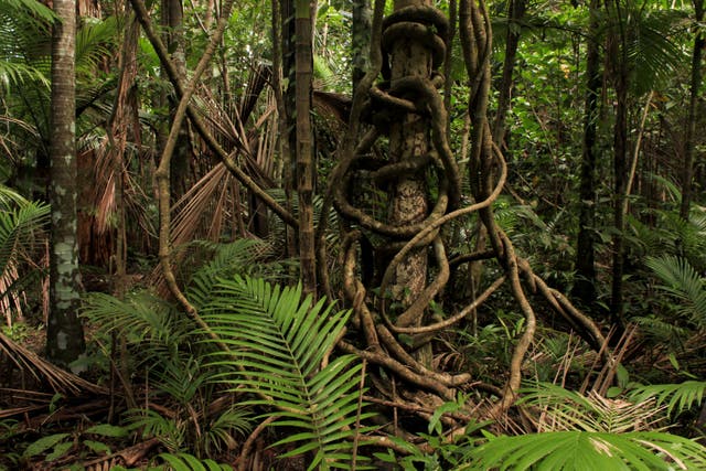 <p>Lianas circle a tree in a rainforest in Queensland, Australia</p>
