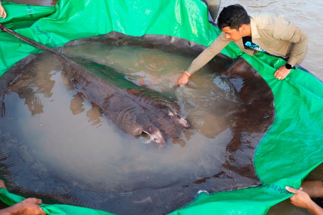 <p>A local fisherman caught the 661-pound (300-kilogram) stingray, which set the record for the world's largest known freshwater fish</p>