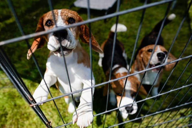 <p>Research conducted on Beagle dogs </p>