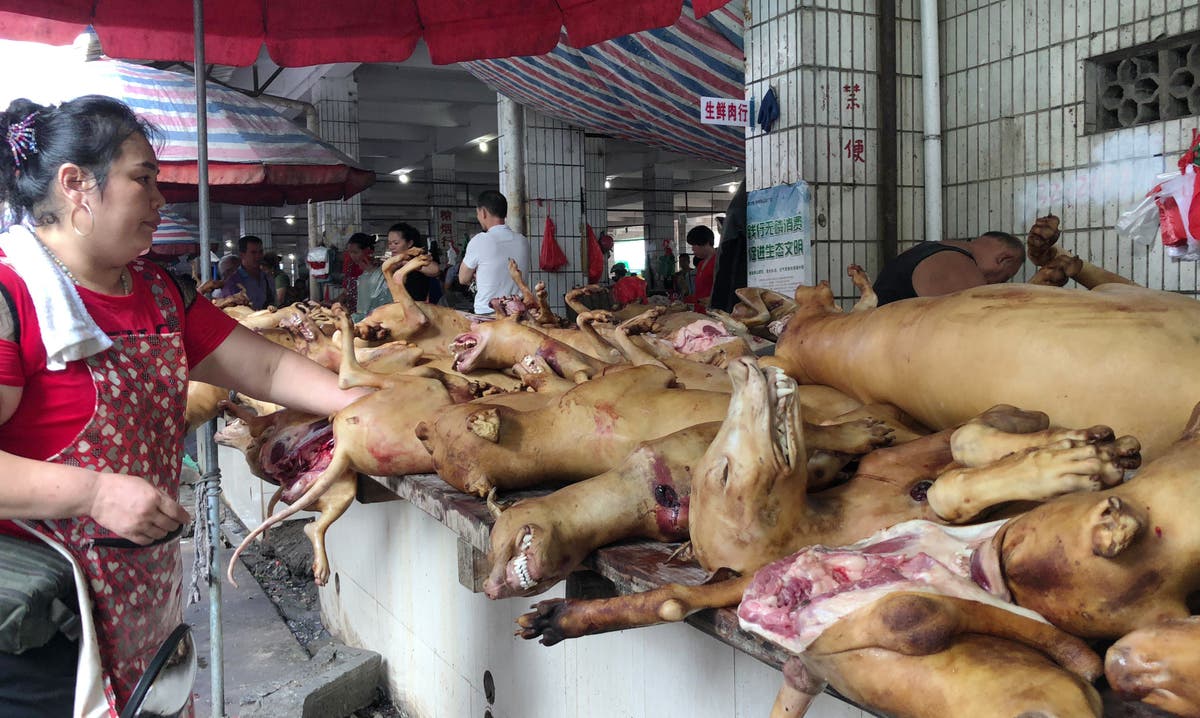Voices: The annual Yulin dog-eating festival has begun &ndash; yes, you read that right