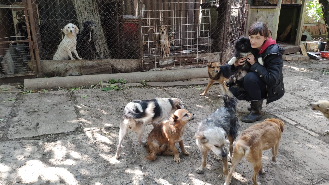 Marina Oleniuk with some of the dogs abandoned by residents fleeing Russian bombs in Siversk, eastern Ukraine