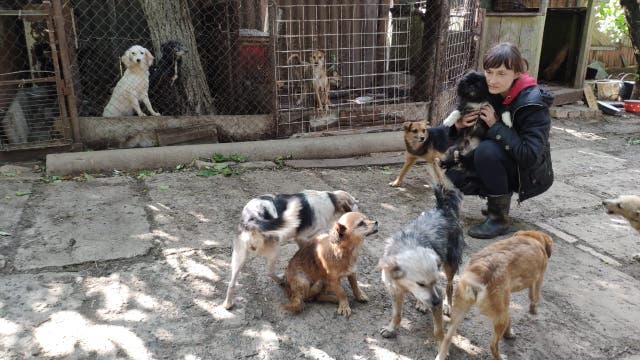 <p>Marina Oleniuk with some of the dogs abandoned by residents fleeing Russian bombs in Siversk, eastern Ukraine</p>