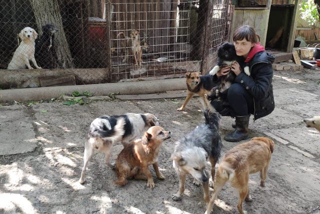 <p>Marina Oleniuk with some of the dogs abandoned by residents fleeing Russian bombs in Siversk, eastern Ukraine</p>