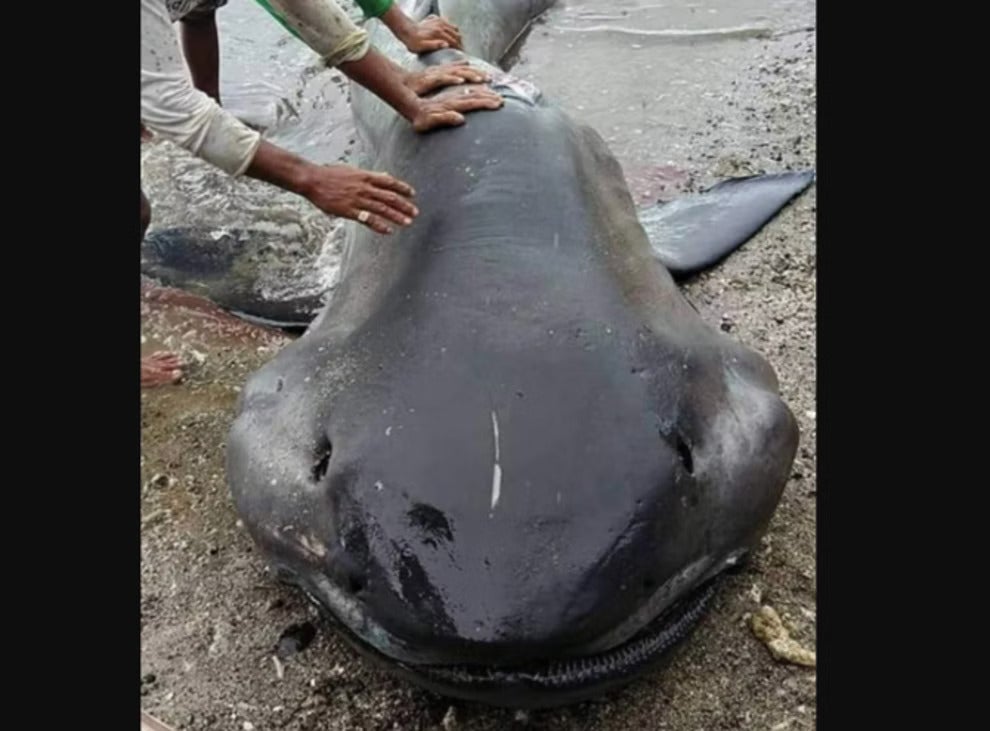 Megamouth shark found on the shores of Philippines’ Sorsogon measured up to 15ft