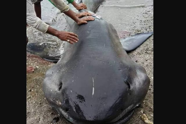 <p>Megamouth shark found on the shores of Philippines’ Sorsogon measured up to 15ft</p>