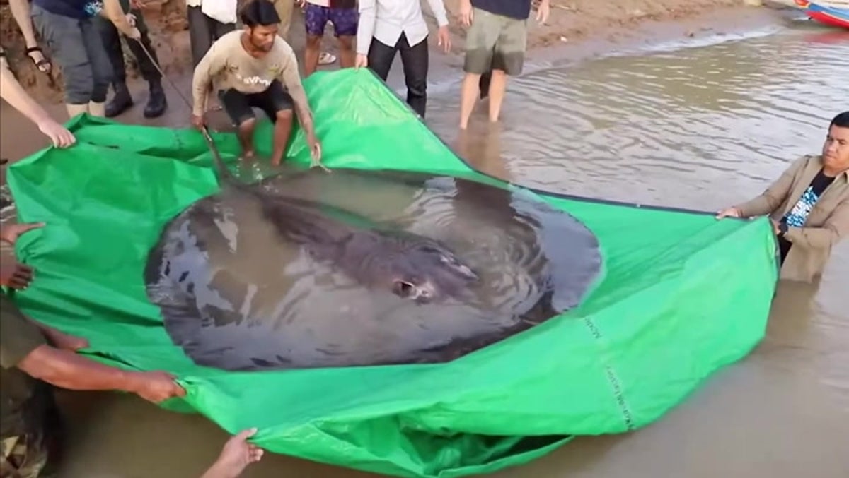 World’s largest freshwater fish has been caught in Cambodia