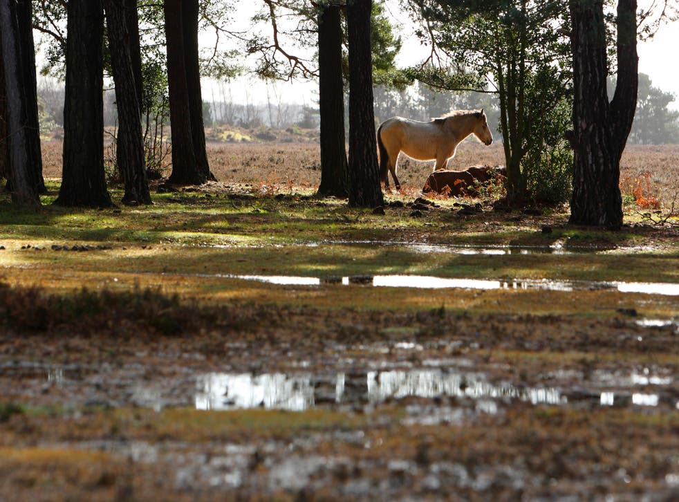A general view of a pony in the New Forest National Park (Chris Ison/PA)