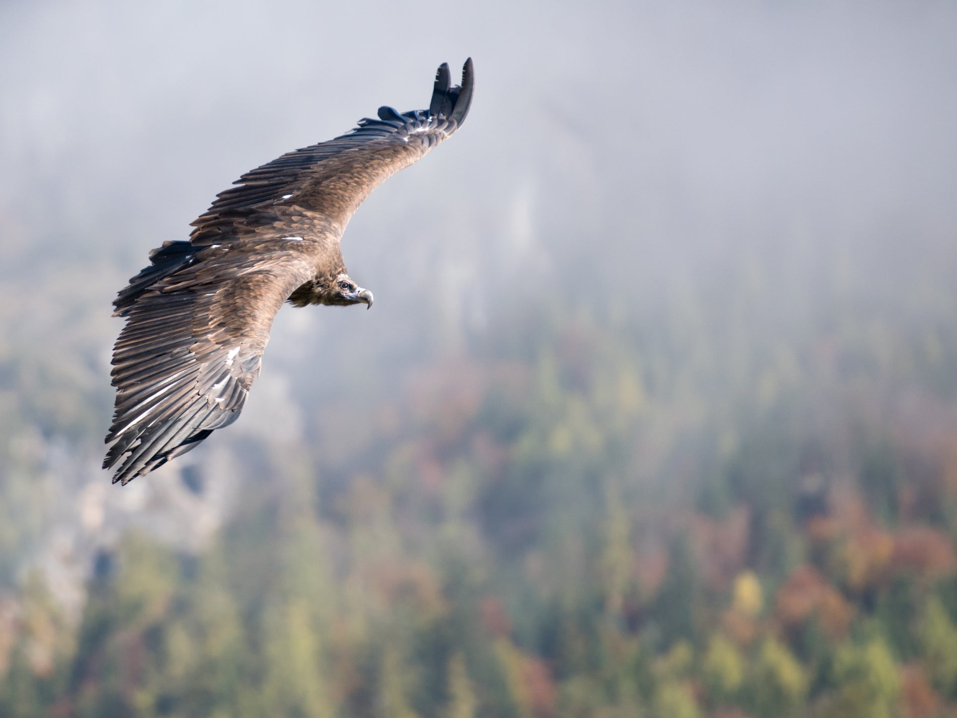 Cinereous vultures take flight in the Rhodope Mountains