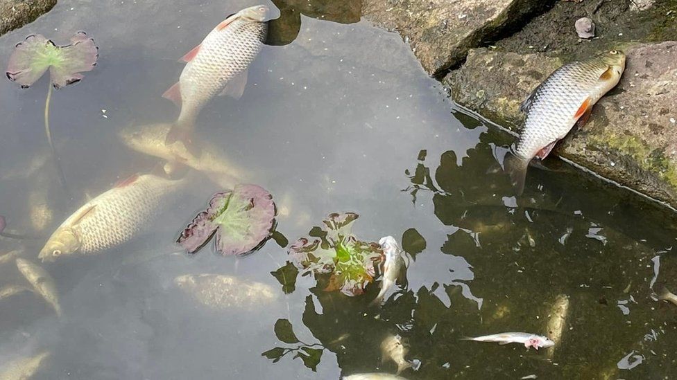 Dozens of fish were found dead at the beauty spot