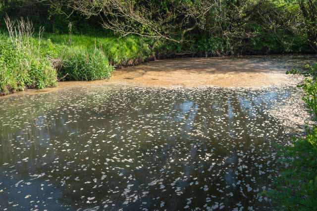 Scum or foam on surface of a river in Carmarthenshire (Alamy/PA)