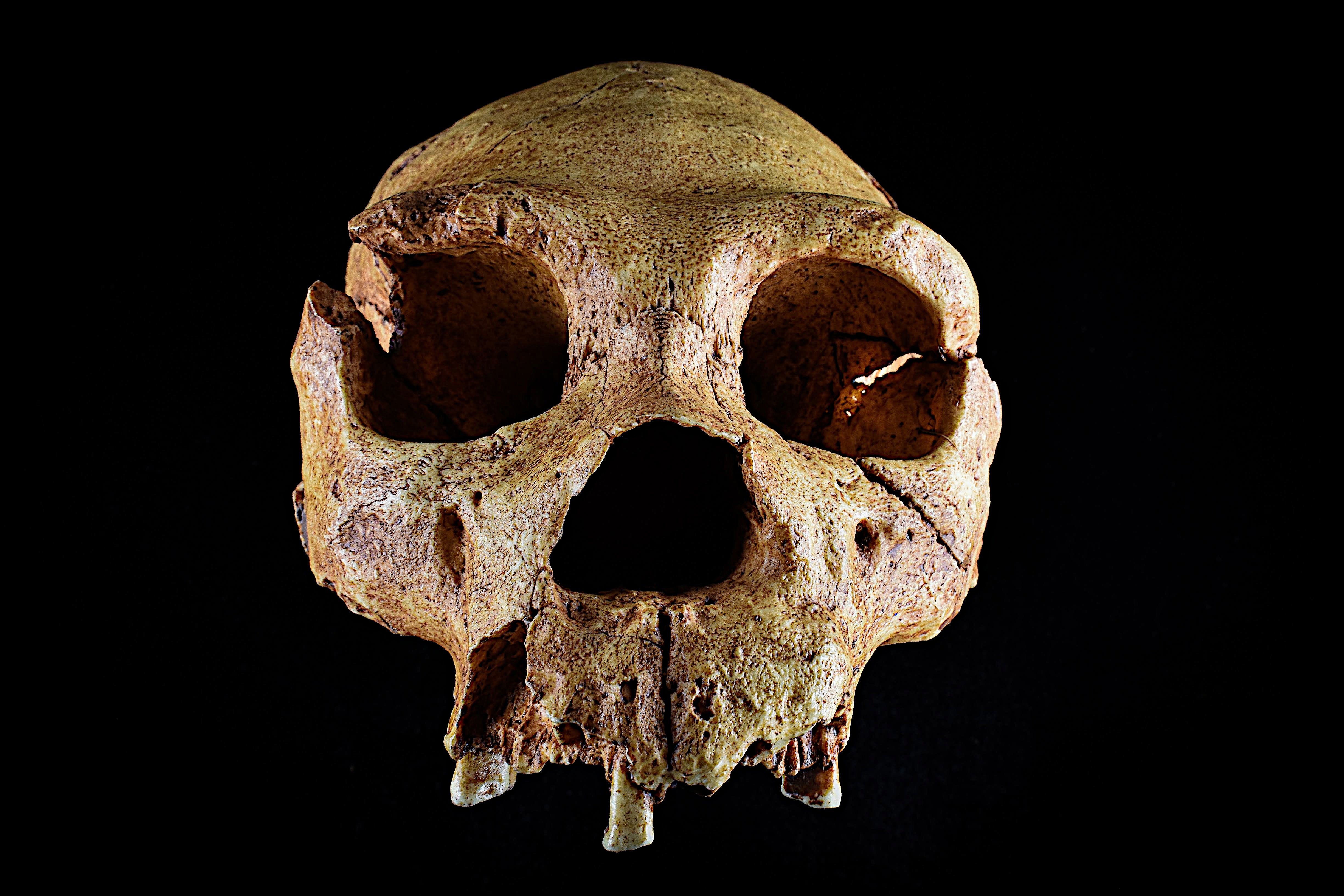Members of Homo heidelbergensis, an ancestor of the Neanderthals, are believed to have lived at the site near Canterbury (Giuseppe Castelli/Department of Archaeology, University of Cambridge)