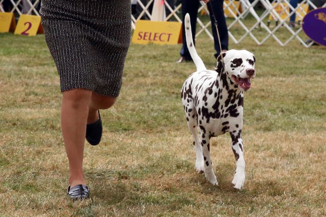 <p>Westminster Dog Show</p>