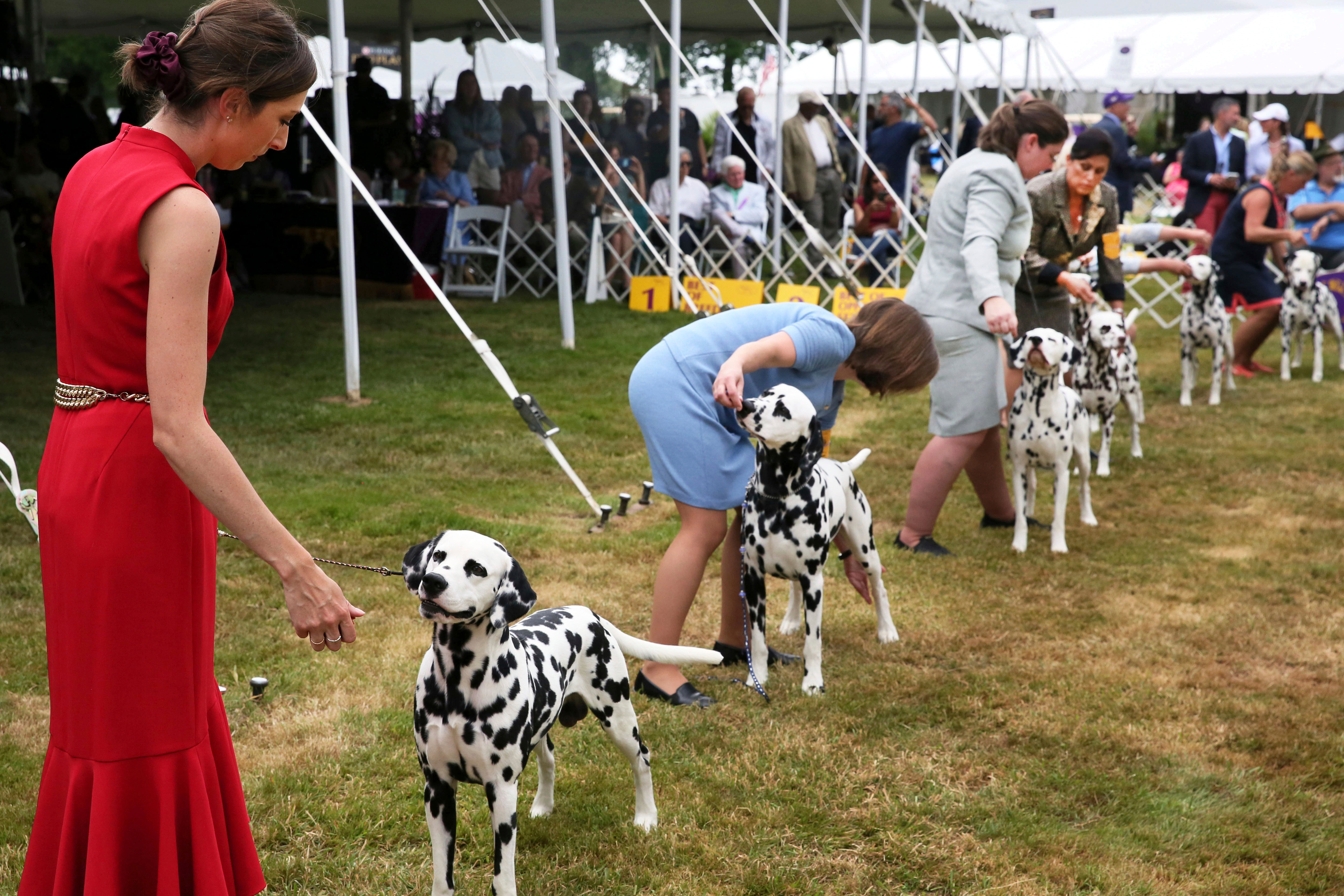 Westminster Dog Show