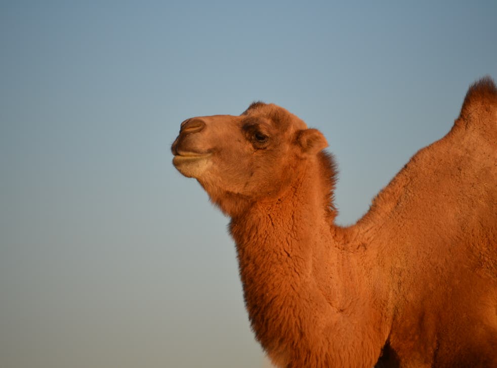 That's not my name: confusing wild and Bactrian camels 'masks extinction risk' | The Independent That's not my name: confusing wild and Bactrian camels 'masks extinction risk' | The Independent