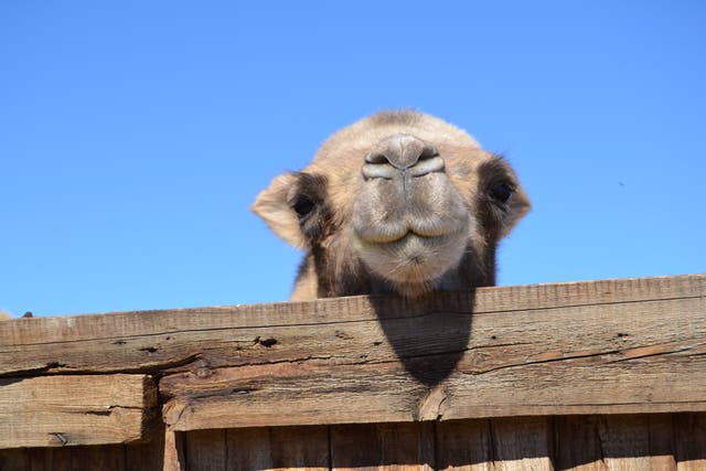 A wild camel (Camelus ferus) peaking over a fence in Mongolia (Anna Jemmett/Wild Camel Protection Foundation/PA)