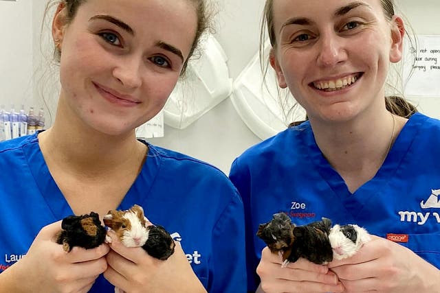 <p>Laura Diegnan and Zoe Finlay, from MyVet, with the six guinea pig kits</p>