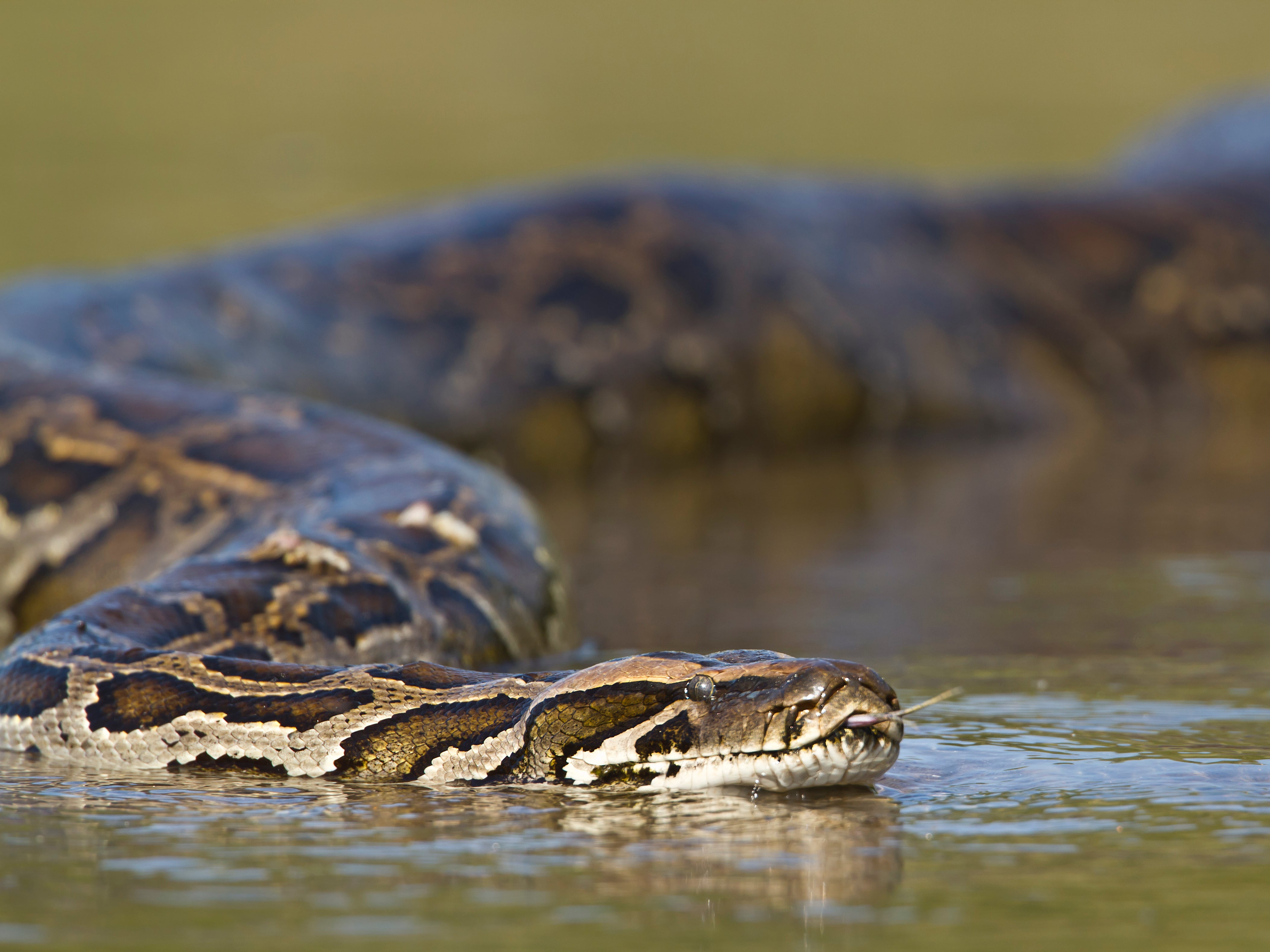 <p>A python lurking in the water </p>