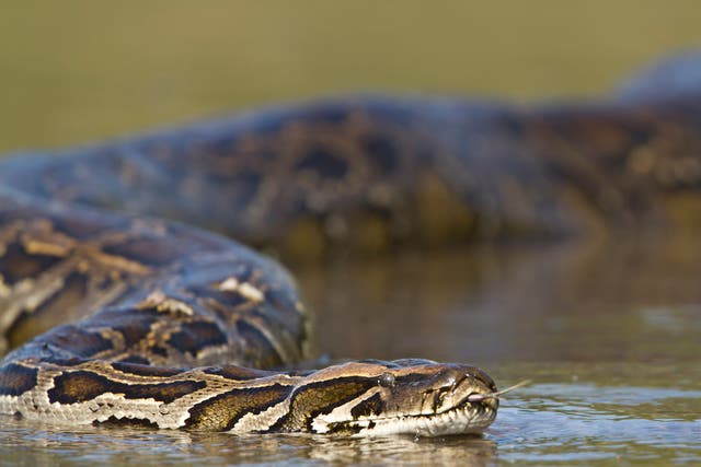 <p>A python lurking in the water </p>