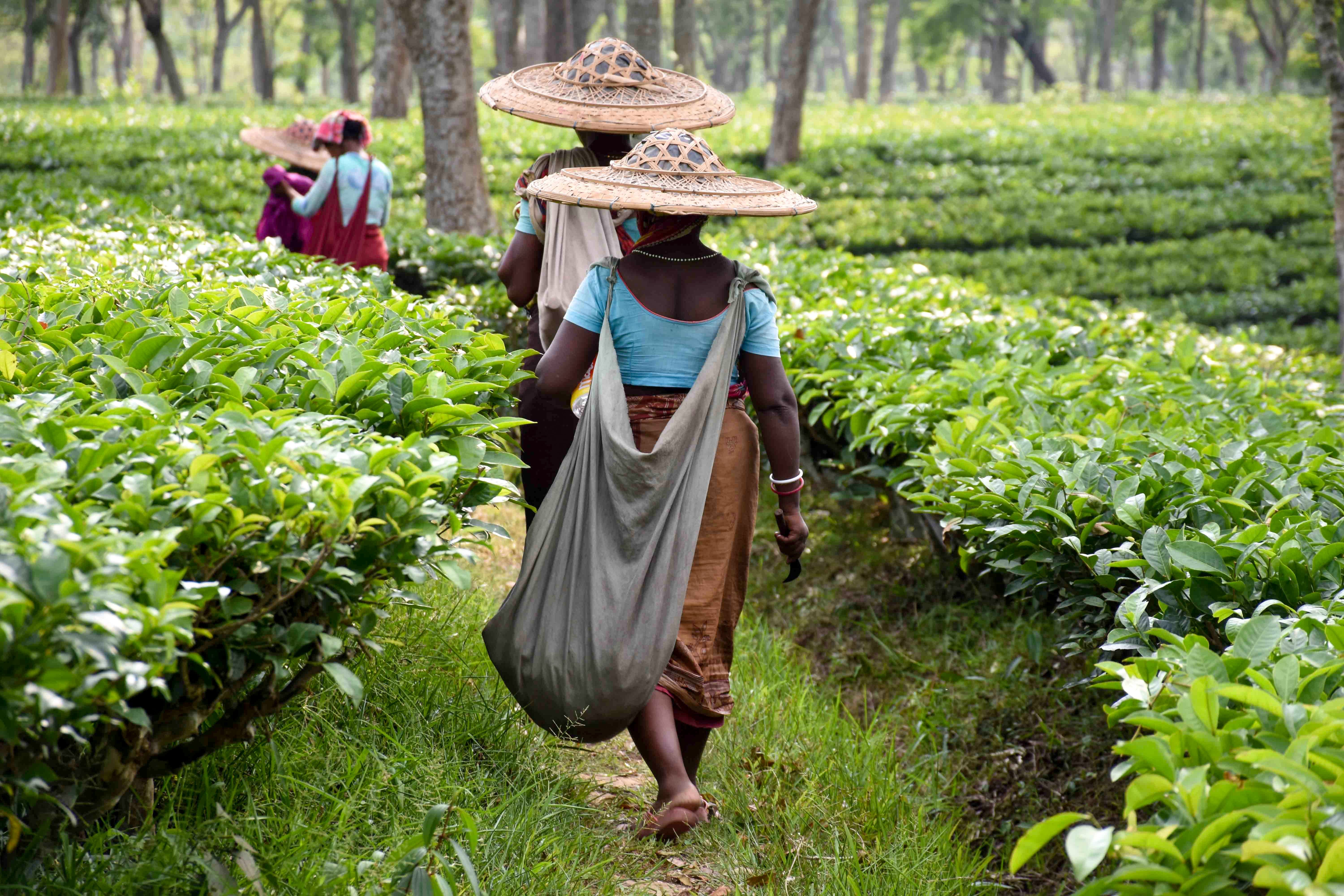 A tea plantation in India photographed in 2019.