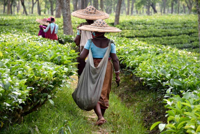 <p>A tea plantation in India photographed in 2019. </p>