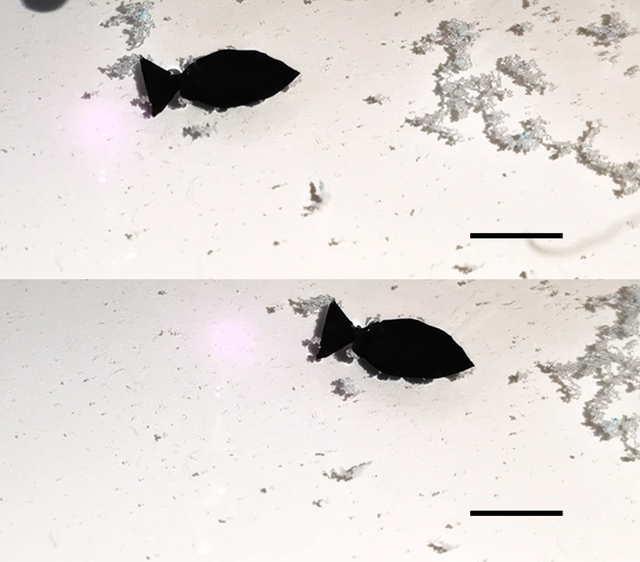 <p>A light-activated fish-shaped robot collects microplastics as it swims (scale bar is 10 mm)</p>