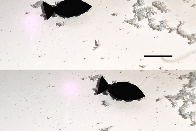 <p>A light-activated fish-shaped robot collects microplastics as it swims (scale bar is 10 mm)</p>