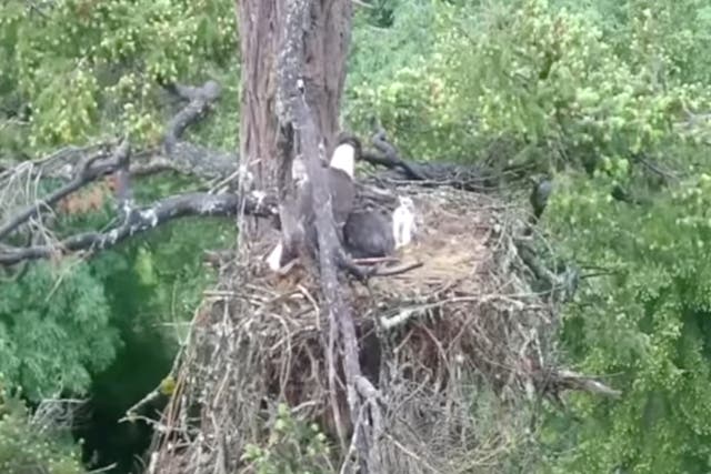 El águila calva, un águila bebé y el halcón bebé