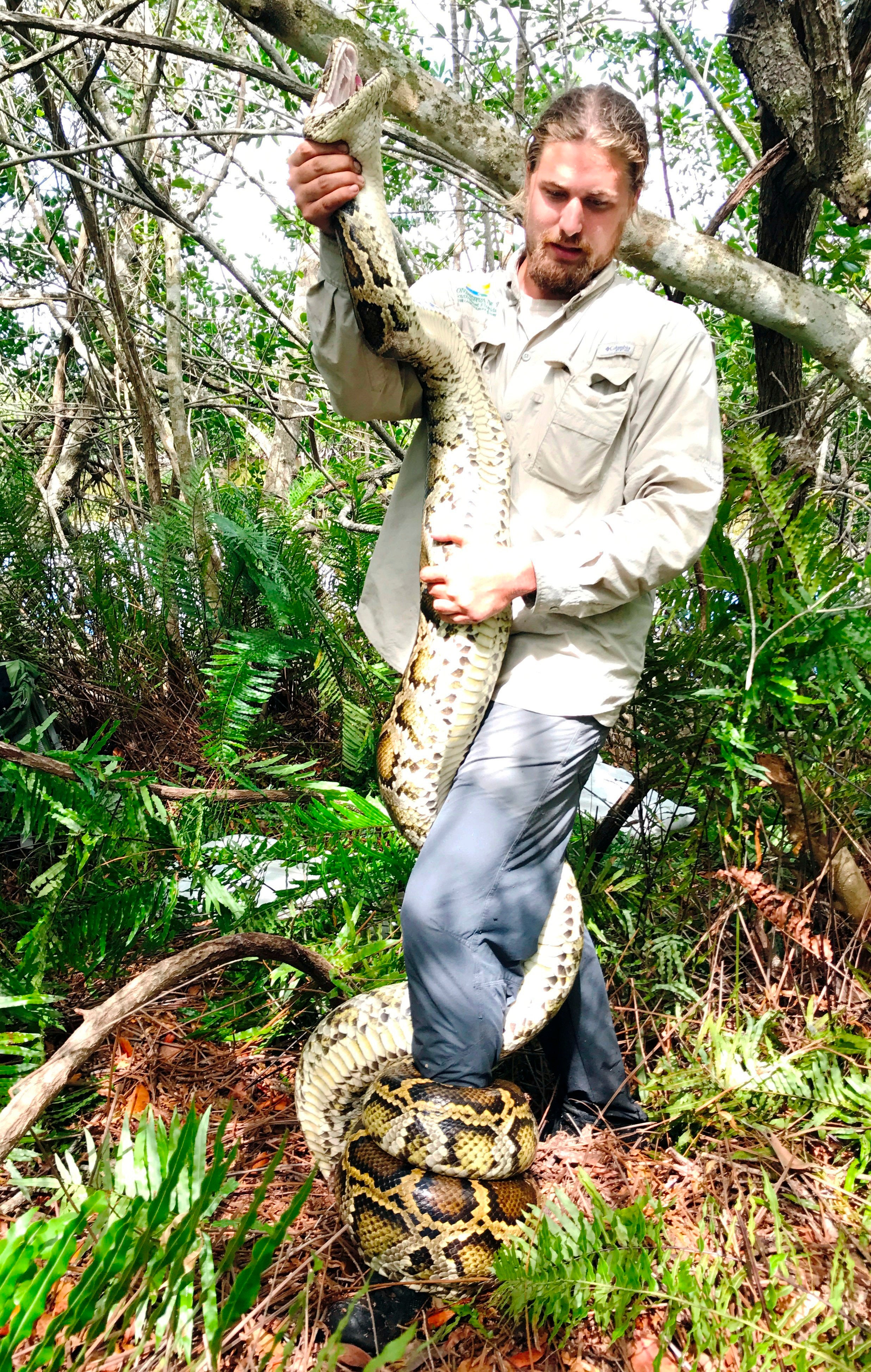 Record-Breaking Python-Florida