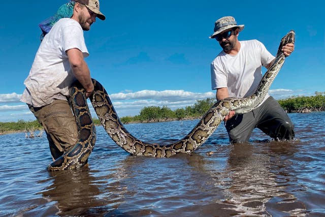 Record-Breaking Python-Florida